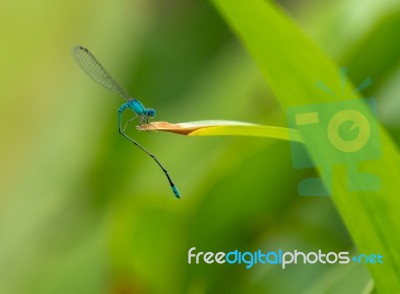 Blue Dragon Stock Photo