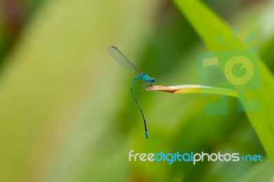 Blue Dragon Stock Photo