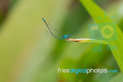 Blue Dragon Stock Photo