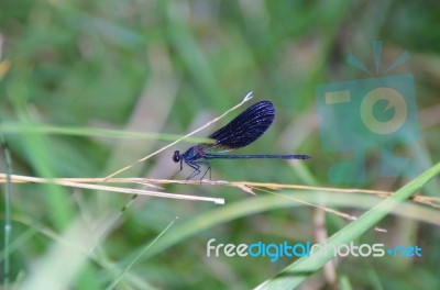 Blue Dragonfly Stock Photo