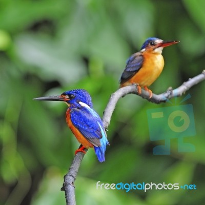 Blue-eared Kingfisher Stock Photo