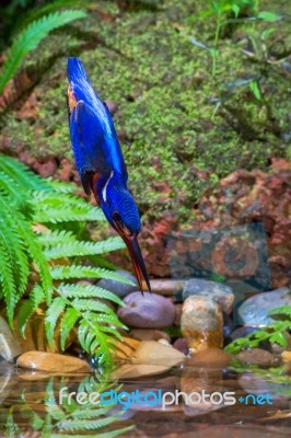 Blue-eared Kingfisher Diving Stock Photo