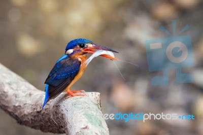 Blue-eared Kingfisher (female) Stock Photo