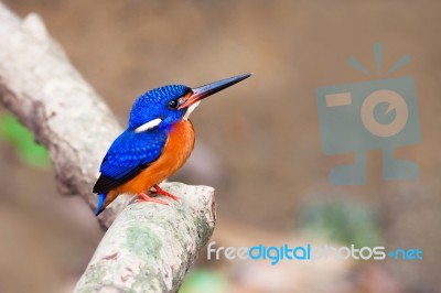 Blue-eared Kingfisher (male) Stock Photo