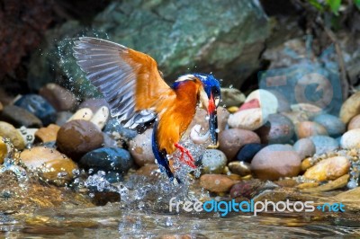 Blue-eared Kingfisher (male) Stock Photo