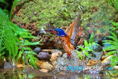 Blue-eared Kingfisher (male) Stock Photo