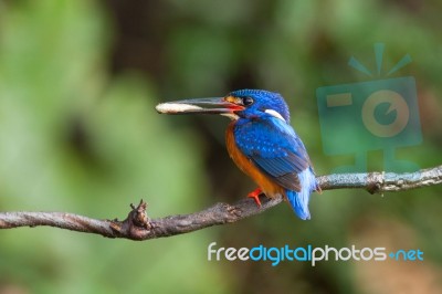 Blue-eared Kingfisher (male) Stock Photo