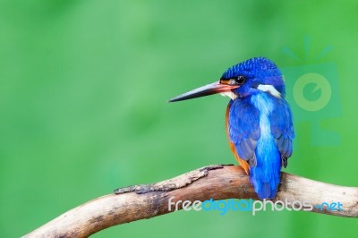 Blue-eared Kingfisher (male) Stock Photo