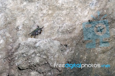 Blue Eyed Crab In Tenerife Stock Photo