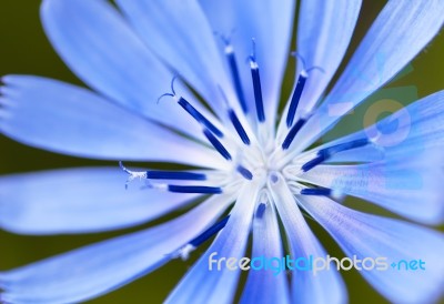 Blue Flower Stock Photo