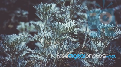 Blue Flowers Over A Dark Background Stock Photo