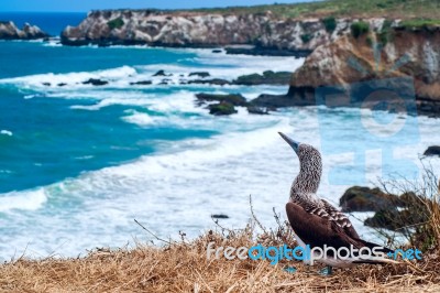 Blue-footed Booby, Ecuador Coastline, Isla De La Plata Stock Photo