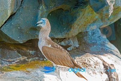 Blue Footed Booby In Galapagos, Ecuador Stock Photo