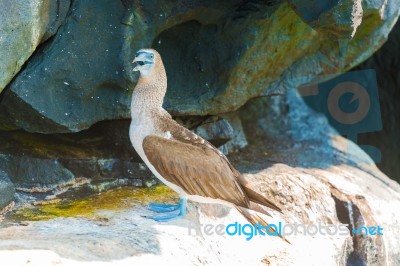 Blue Footed Booby In Galapagos, Ecuador Stock Photo