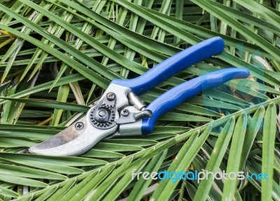 Blue Garden Secateurs On Cutting Leaves Stock Photo