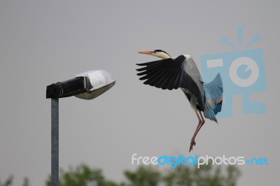 Blue Heron Stock Photo