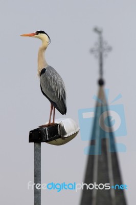 Blue Heron Stock Photo