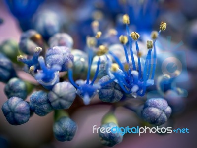 Blue Hydrangea Buds Stock Photo