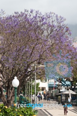 Blue Jacaranda (jacaranda Mimosifolia) Flowering In Funchal Stock Photo