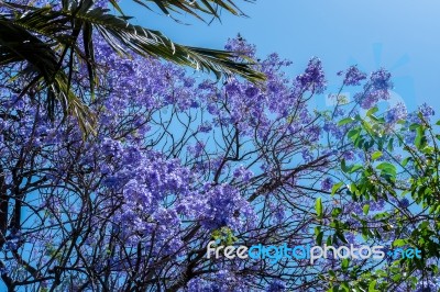 Blue Jacaranda (jacaranda Mimosifolia) Flowering In Malaga Stock Photo