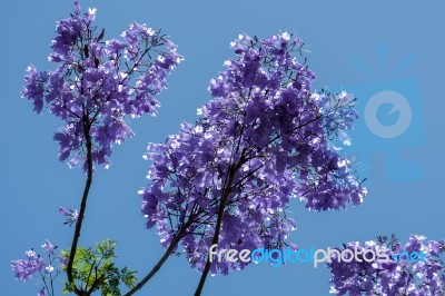 Blue Jacaranda (jacaranda Mimosifolia) Flowering In Malaga Stock Photo