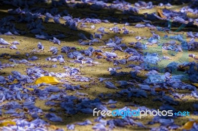 Blue Jacaranda (jacaranda Mimosifolia) Petals On The Ground In M… Stock Photo