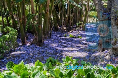 Blue Jacaranda (jacaranda Mimosifolia) Petals On The Ground In M… Stock Photo