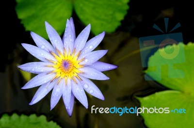 Blue Lotus Flower On The Pond Stock Photo