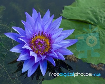 Blue Lotus Petals And Purple Pollen Stock Photo