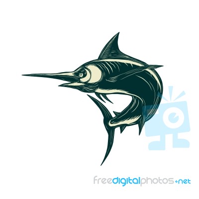 Blue Marlin Jump Scratchboard Stock Image