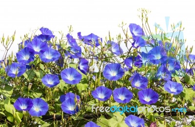 Blue Morning Glory Flower In Nature Stock Photo