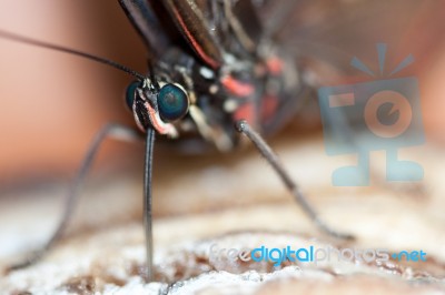 Blue Morpho Butterfly ( Morpho Peleides) Feeding On Some Rotting… Stock Photo