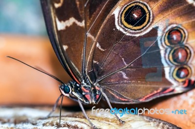 Blue Morpho Butterfly ( Morpho Peleides) Feeding On Some Rotting… Stock Photo