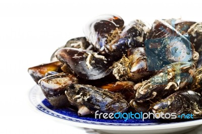 Blue Mussel Bivalve Stock Photo