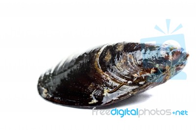 Blue Mussel Bivalve Stock Photo