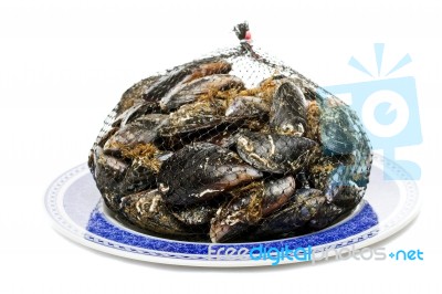 Blue Mussel Bivalve Stock Photo