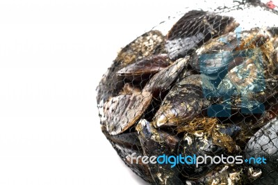 Blue Mussel Bivalve Stock Photo