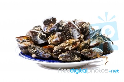 Blue Mussel Bivalve Stock Photo