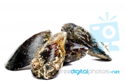 Blue Mussel Bivalve Stock Photo