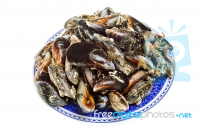 Blue Mussel Bivalve Stock Photo