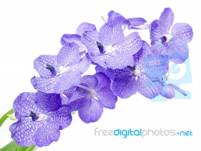 Blue Orchid Stock Photo