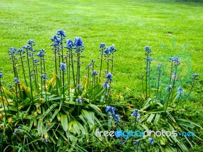 Blue Purple Flower In The Garden Stock Photo