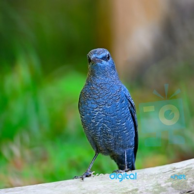 Blue Rock-thrush Stock Photo