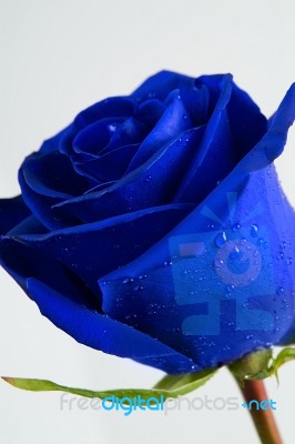 Blue Rose Stock Photo