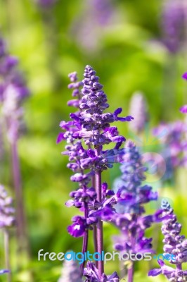 Blue Salvia  Flowers Stock Photo