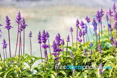 Blue Salvia Plant Stock Photo