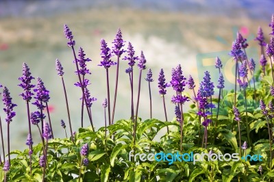 Blue Salvia Plant Stock Photo