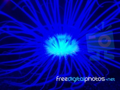 Blue Sea Anemone Stock Photo