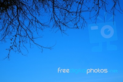 Blue Sky With Tree And Branches Stock Photo