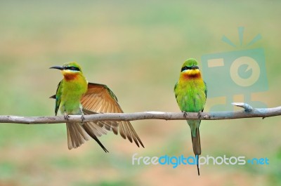 Blue Tailed Bee Eater Stock Photo